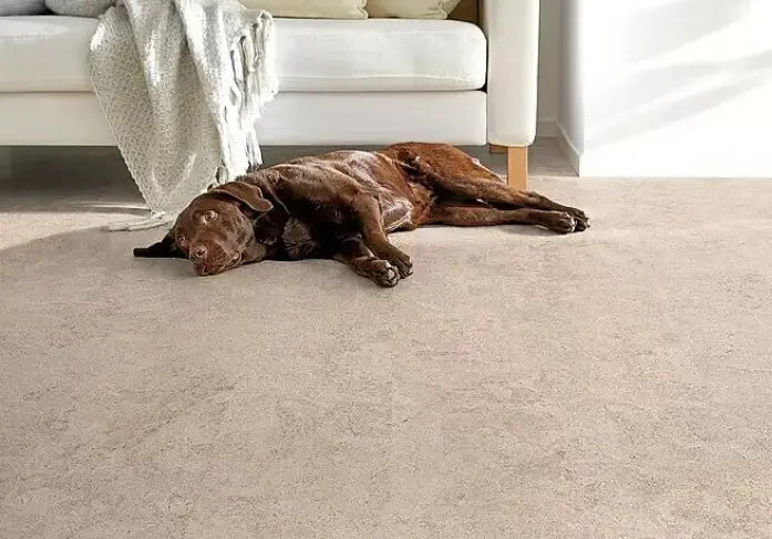 Corklife Studiostyle Korkboden Abrantes weiß Fertigparkett Klick