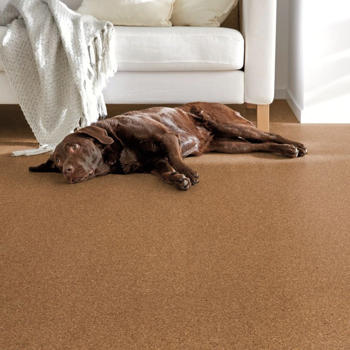 Korkboden CORKLIFE Beja Natural im Wohnzimmer mit Hund vor weißem Sofa, fußwarm und weich, von Reud Bodenarena